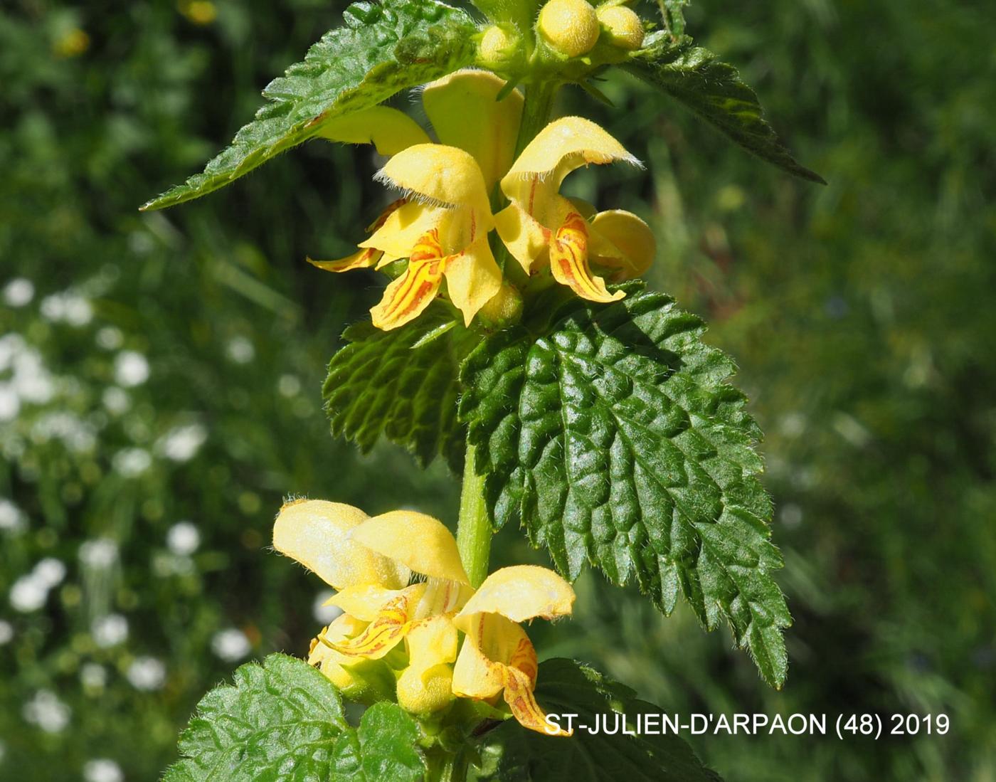 Archangael, Yellow flower